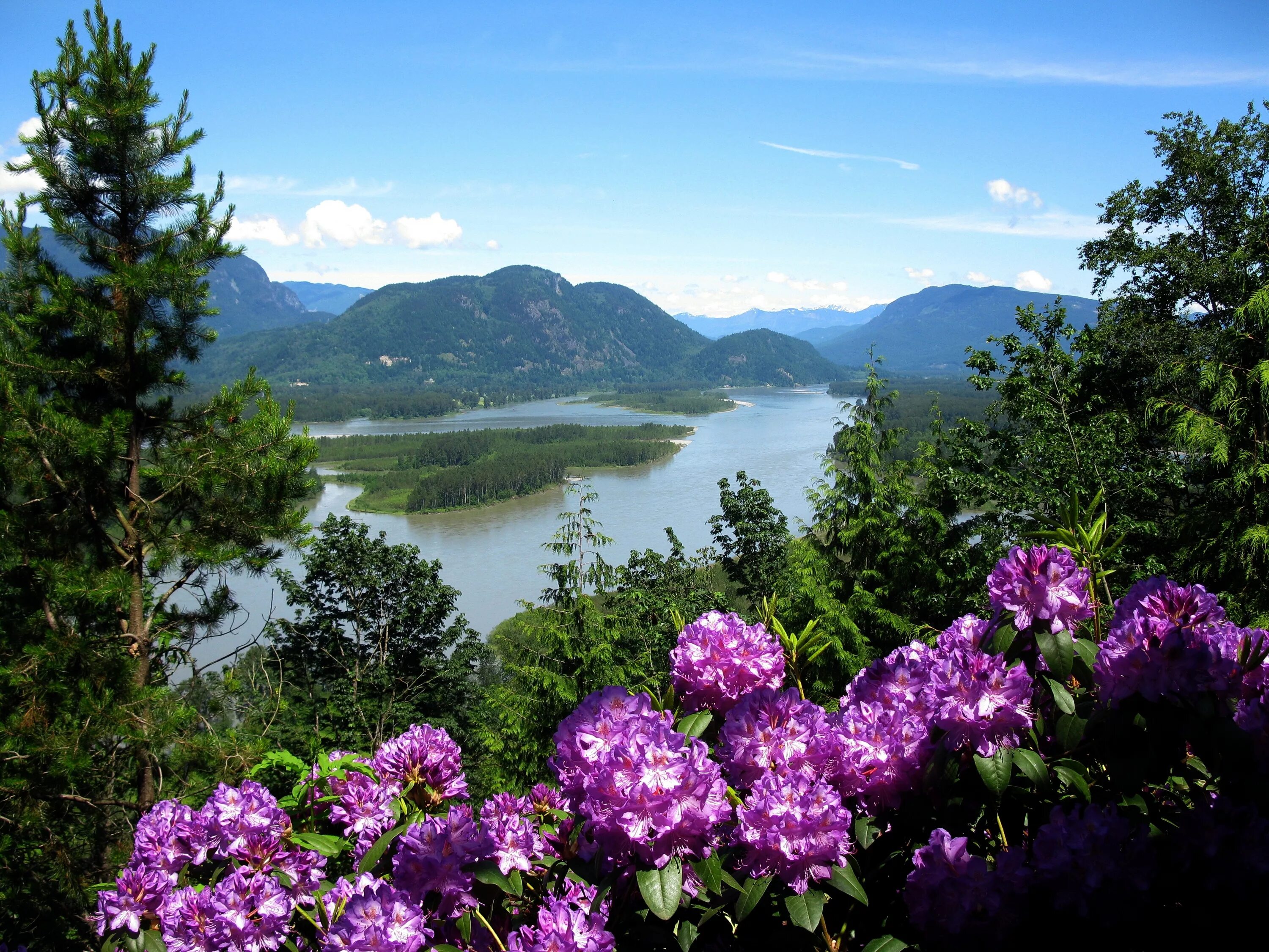 Flower nature. Альпийские Луга новая Зеландия. Альпийские Луга Швейцария. Горный Алтай Альпийские Луга.