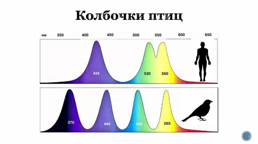 Птица восприятия. Спектр зрения птиц. Цветовое зрение птиц. Цветное зрение у птиц. Спектр чувствительности человеческого глаза.