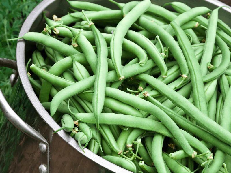 Как готовить стручковую фасоль замороженную. Стручковая фасоль по египетски. Фасоль стручковая заморож. Блюда из стручковой фасоли. Зеленая стручковая фасоль заморозка.