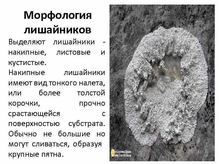 Микобионт это