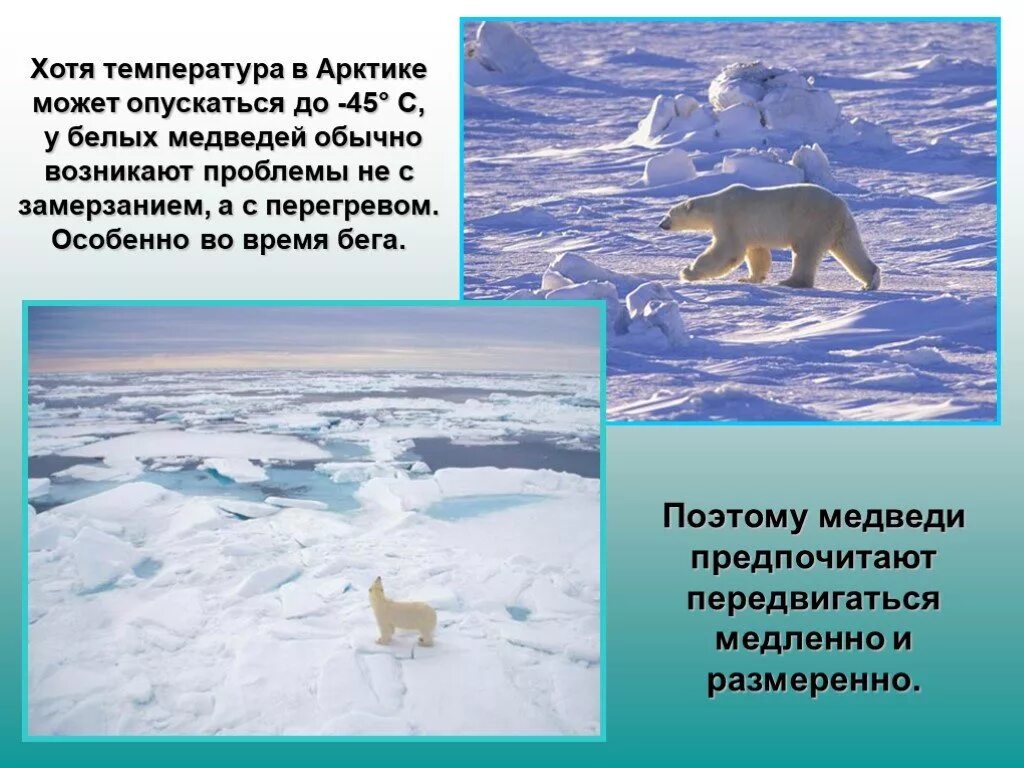 Приспособления белого медведя для жизни в Арктике. Приспособление к жизни белого медведя. Белый медведь факторы. Белый медведь приспособление к жизни в арктических.