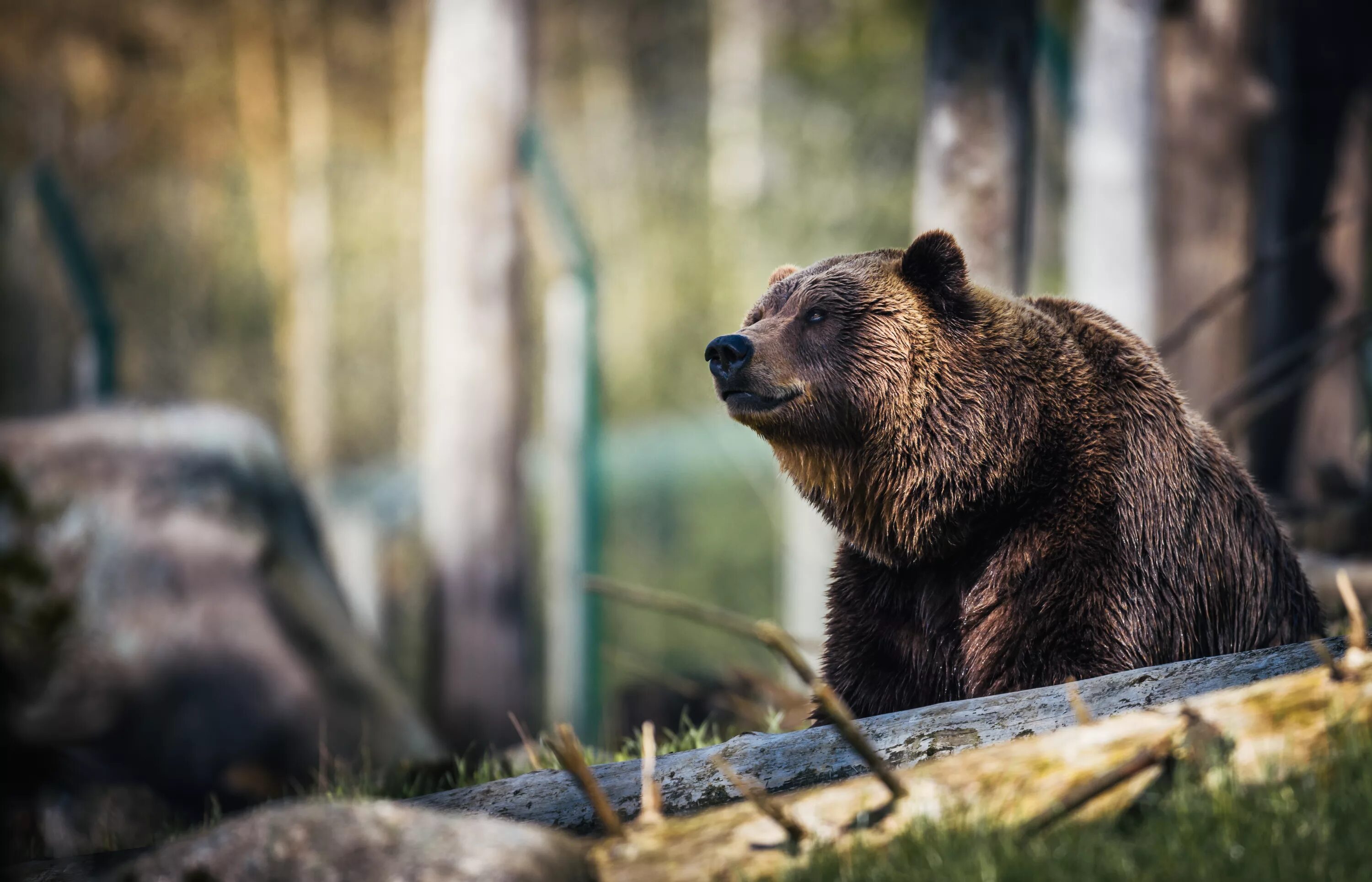 Бурый медведь в тайге. Бурый медведь в тайге России. Гризли в тайге. Бурый медведь Красноярского края.