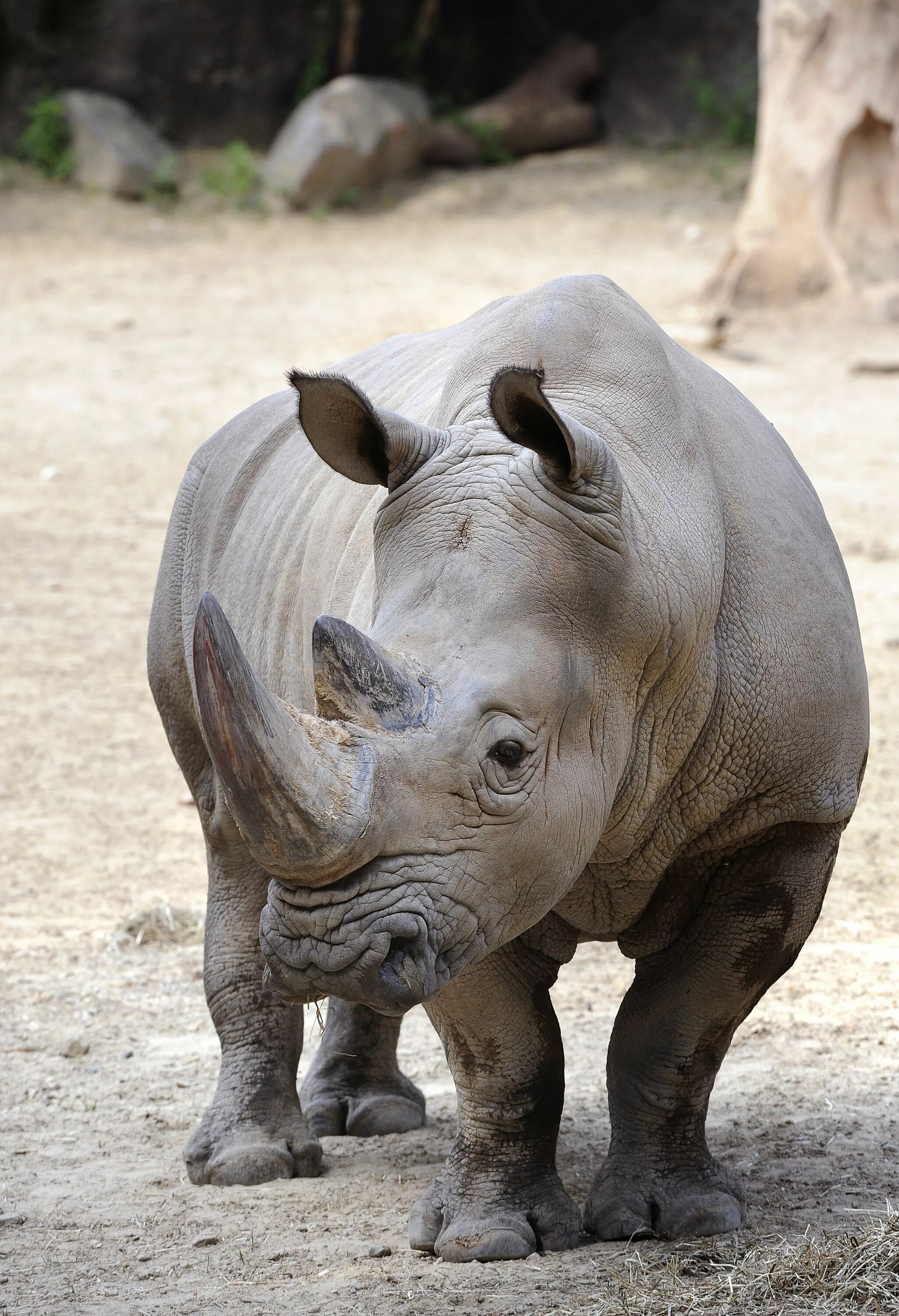 Носорог в саванне. White Rhino. Африканский носорог.