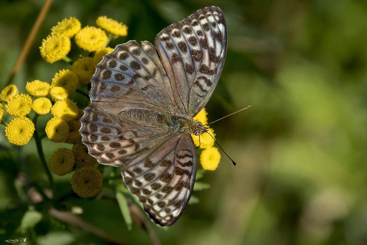 крылышки мотылька. бабочки фото. крылышки бабочки. бабочка крылышками слушать. крылья бабочки.