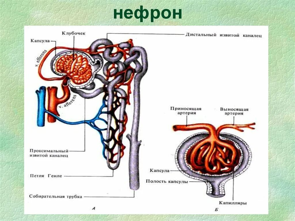 Нефрон состоит из тест. Строение нефрона почки анатомия. Мочевыделительная система человека строение нефрона. Строение нефрона человека схема. Схема строения нефрона анатомия.