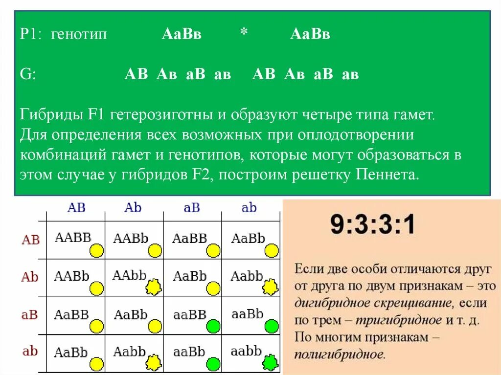 Количество возможных генотипов при скрещивании аа аа. Дигибридно гибридно полигмбридное скрещивание. Дигибридное скрещивание 9331. ААВВ ААВВ. AABB AABB скрещивание.