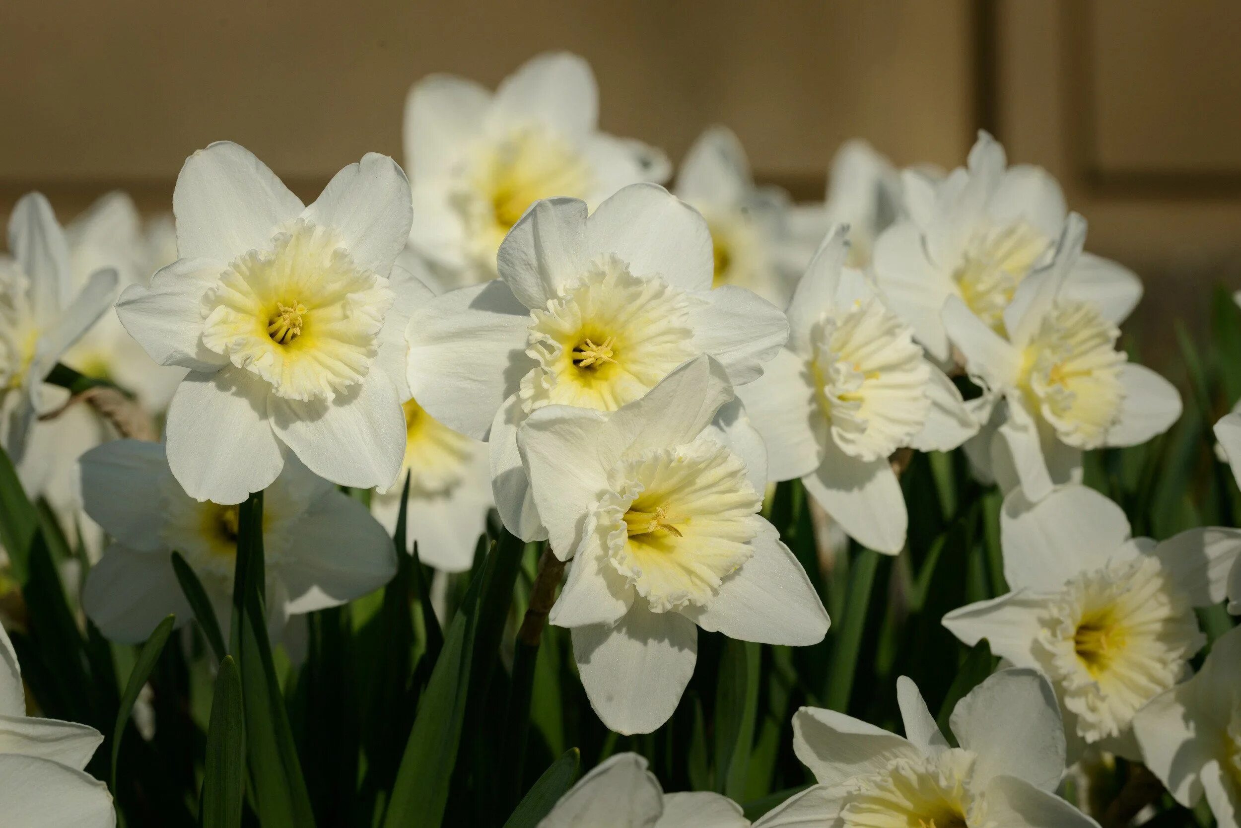 Нарцисс спринг Сан. Daffodil Нарцисс. Нарцисс Ice Follies. Нарцисс сорт Конфуоко. Нарциссы крупно фото