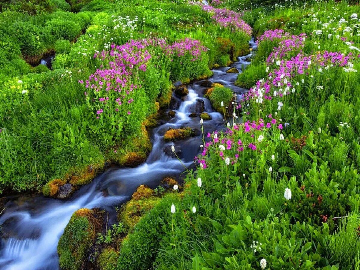 Родник роз. Хайзовый ручей. Красивый ручей. Летняя природа ручей.