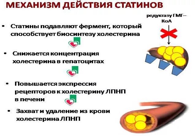 Статины побочка. Статины механизм действия схема. статины механизм действия. статины механизм действия фармакология. статина механизм действия.