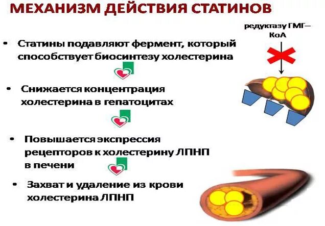 Механизм действия статинов. Основной механизм действия статинов:. Механизм действия статинов фармакология. Статина механизм действия.