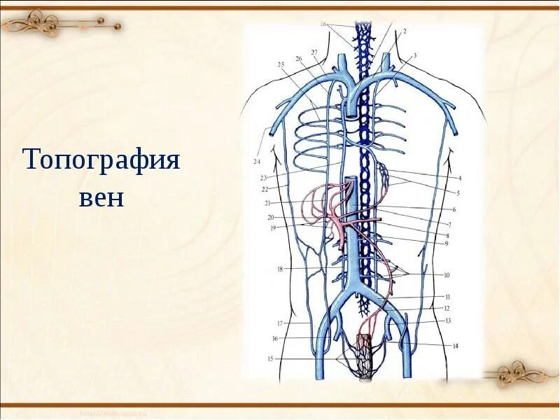 Верхняя и нижняя полая вена. Непарная вена топография. верхняя полая вена топография. нижняя полая вена топография. верхняя полая вена притоки топография.