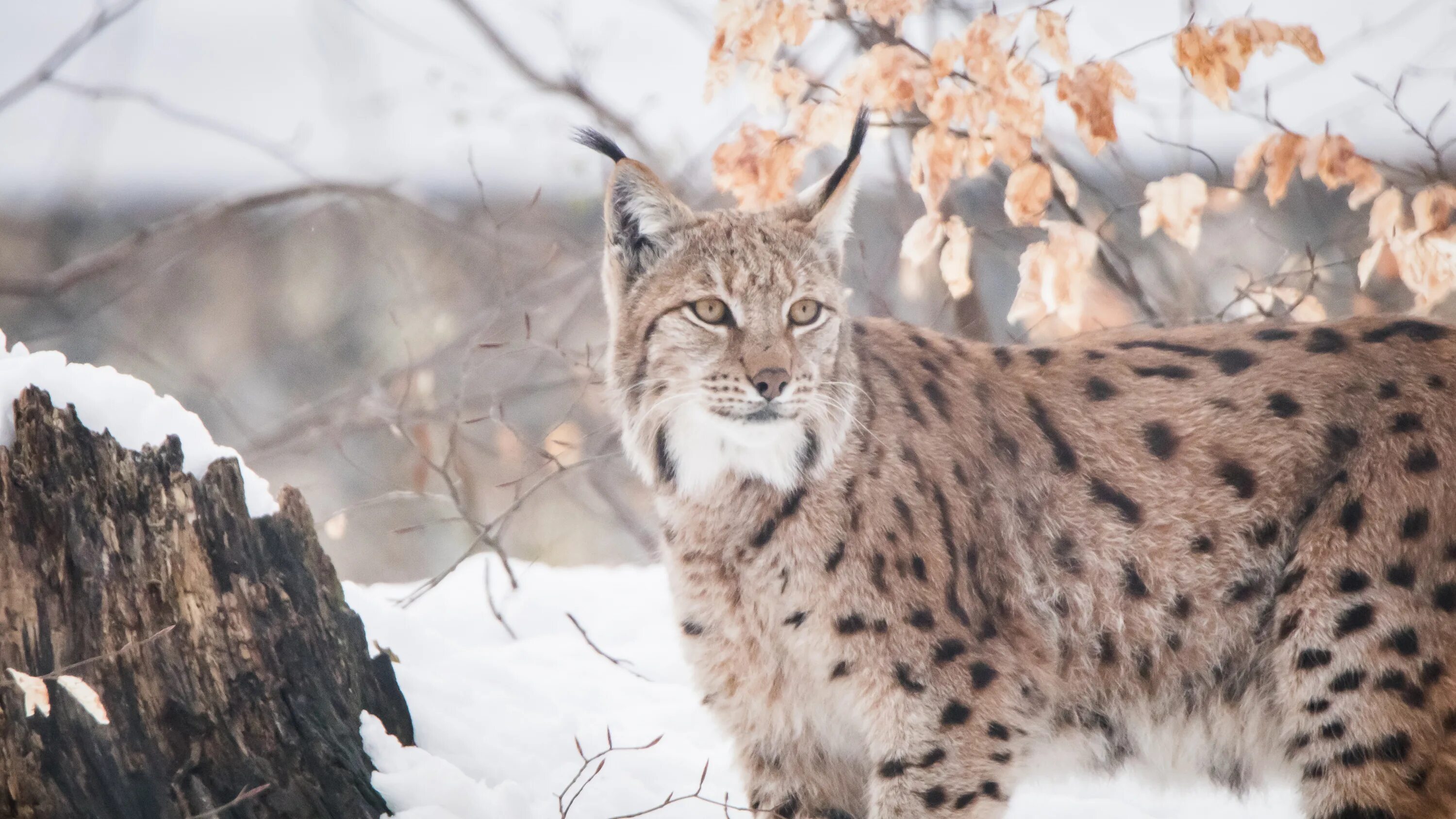 Короткая рысь 4. Lynx Lynx isabellinus. Белая Бобкэт Рысь. Рысь Висимского заповедника.