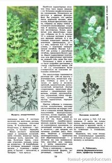 Чем отличается мята от мелиссы