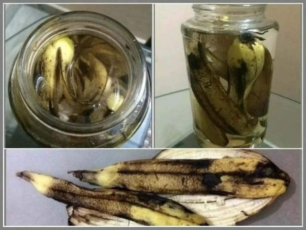 Настой из банановой кожуры. Удобрение из банановых шкурок. Удобрение из банановой кожуры. Настой банановой кожуры для полива цветов. Цветок банана как приготовить
