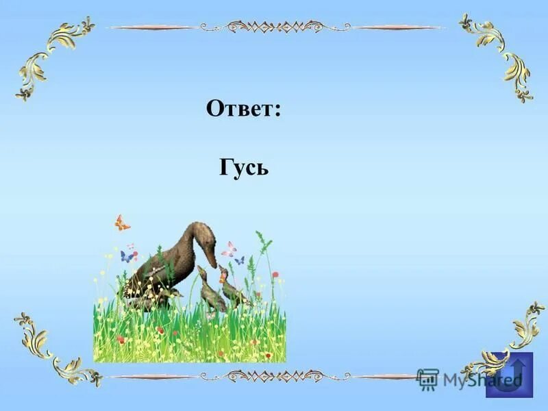 Летела стая гусей один впереди два позади два. Вариант 2 гуси ответы. Сколько птиц повернуты на право. Загадка про гусыню. Вариант 2 гуси ответы.