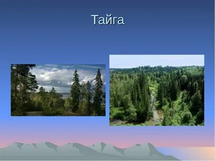 Рабочий лист тайга 4 класс