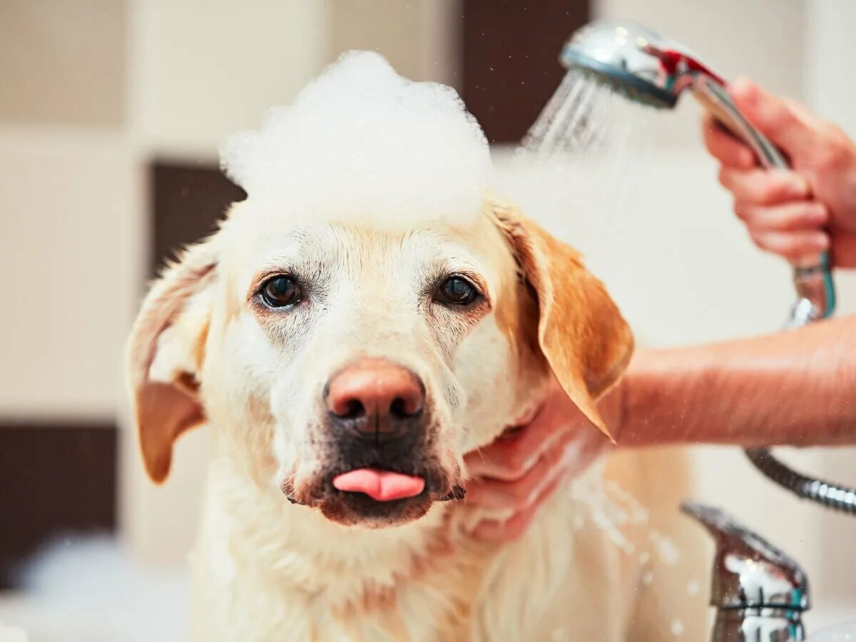 Сколько раз мыть собаку. Мытье собаки. Помывка собаки. Собака моется. Мытая собака.