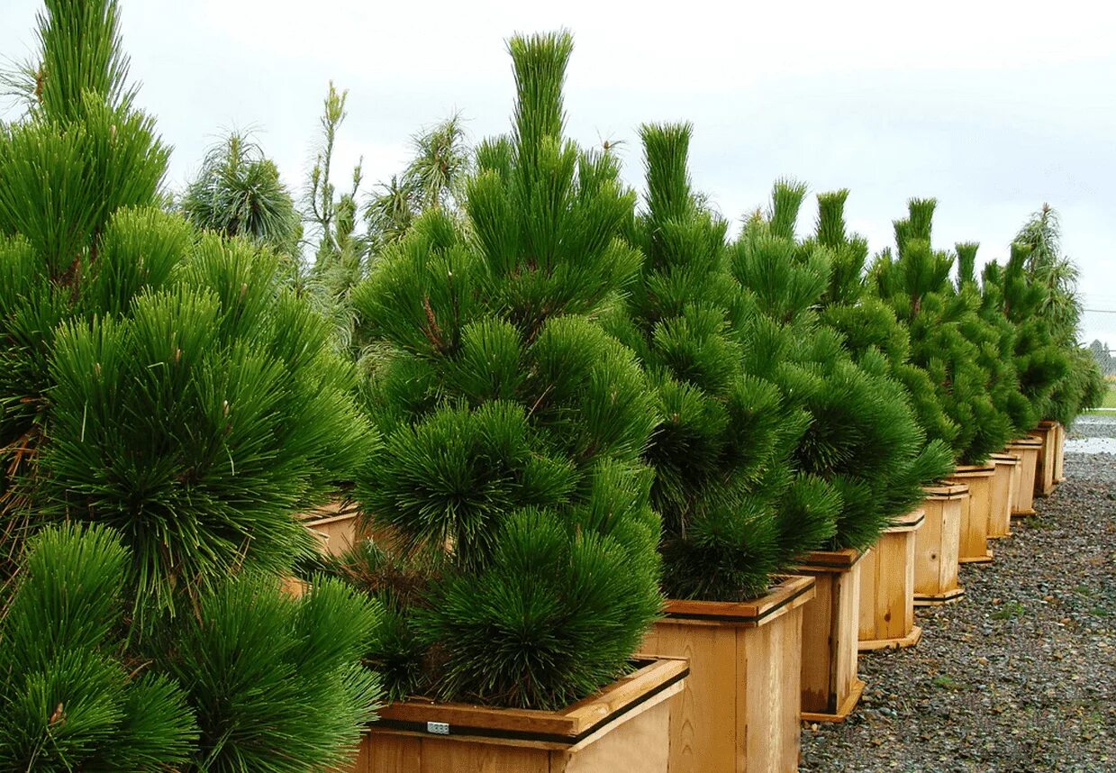 Сосна Тунберга. Pinus nigra. Сосна Тунберга (Pinus thunbergii Thunderhead. Pinus nigra Brepo.