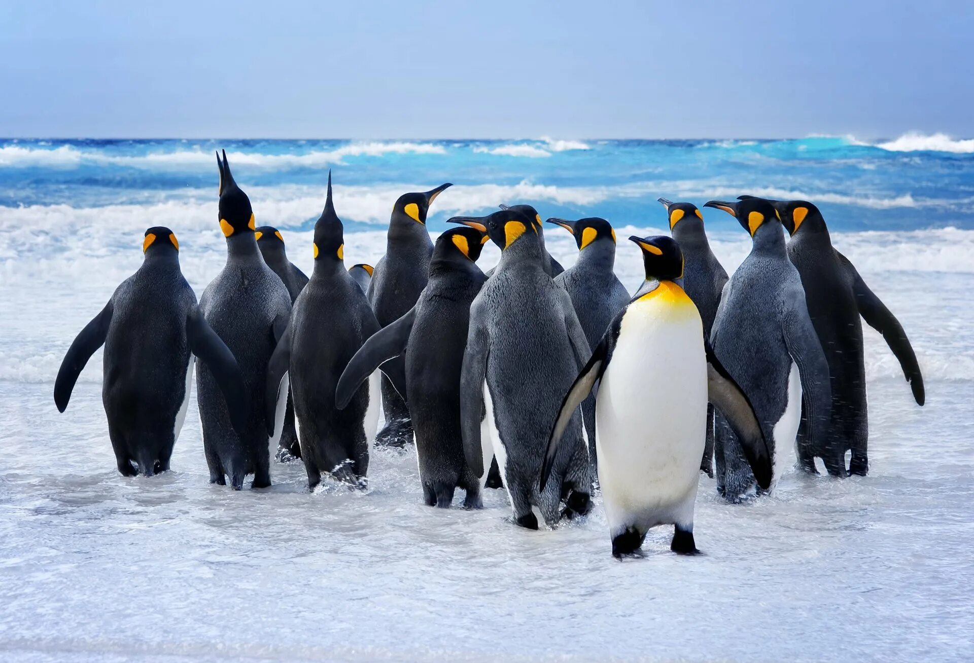 Императорский Пингвин в Антарктиде. Королевский Пингвин в Антарктиде. Животные Антарктиды Королевский Пингвин. Королевский Пингвин птицы Антарктики.