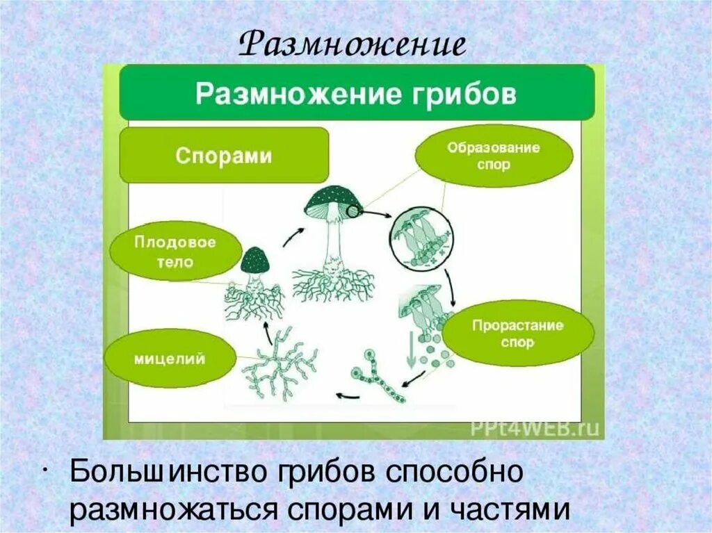 У грибов есть размножение