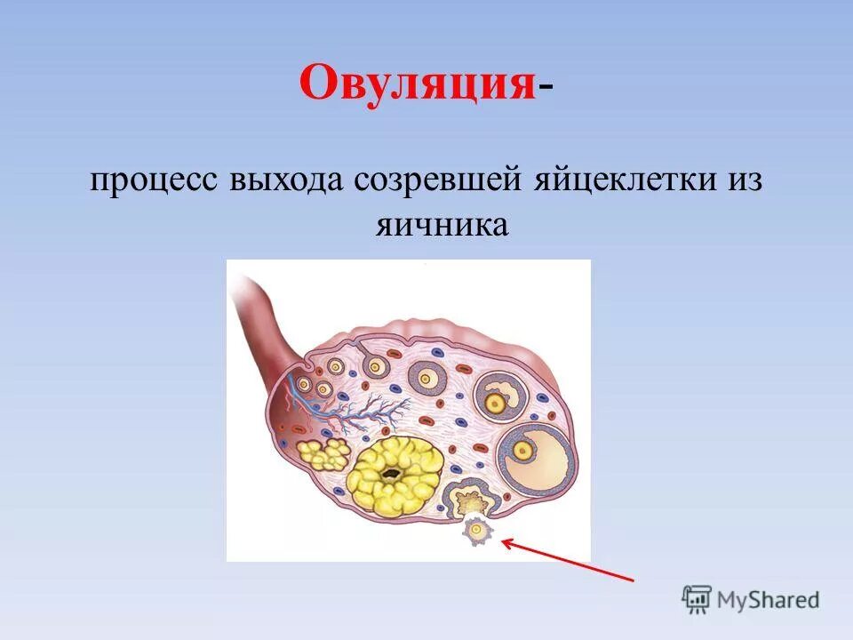 Овуляцией называется выход яйцеклетки. Процесс овуляции. Овуляция это в биологии. Процесс выхода яйцеклетки из фолликула. Выход фолликула из яичника.