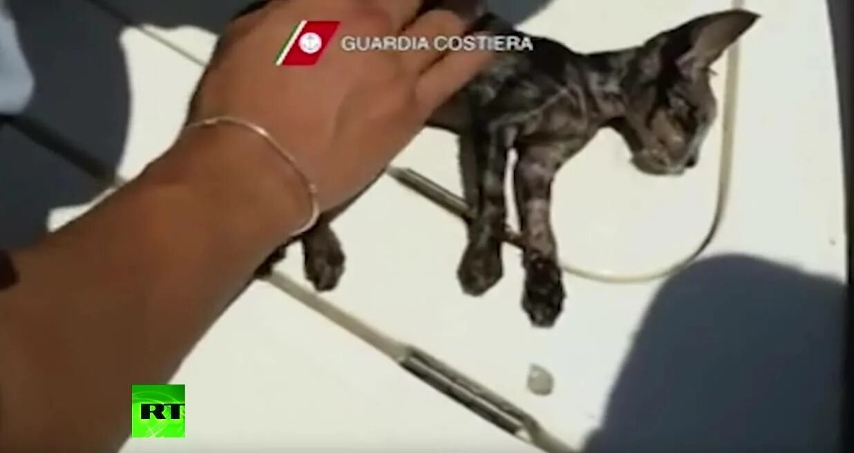 Как реанимировать котенка. Как реанимировать котенка