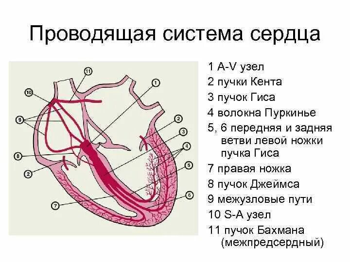 Из чего состоит система сердца. Проводящая система сердца пучок гиса. проводящая система сердца волокна пуркинье. проводящая система сердца физиология схема. проводящая система сердца ножки пучка гиса.