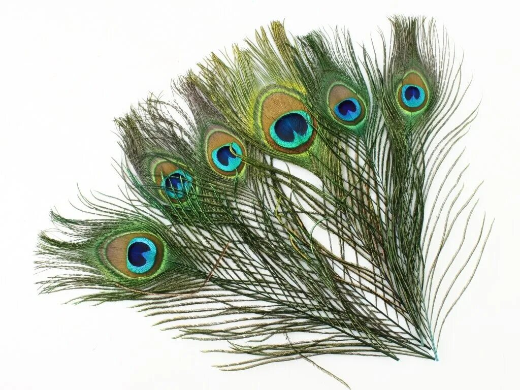 перо павлина и флейта. "павлинье перо" лабрадорит. ваза с павлиньими перьями. павлин петрински. хризантема перо павлина.