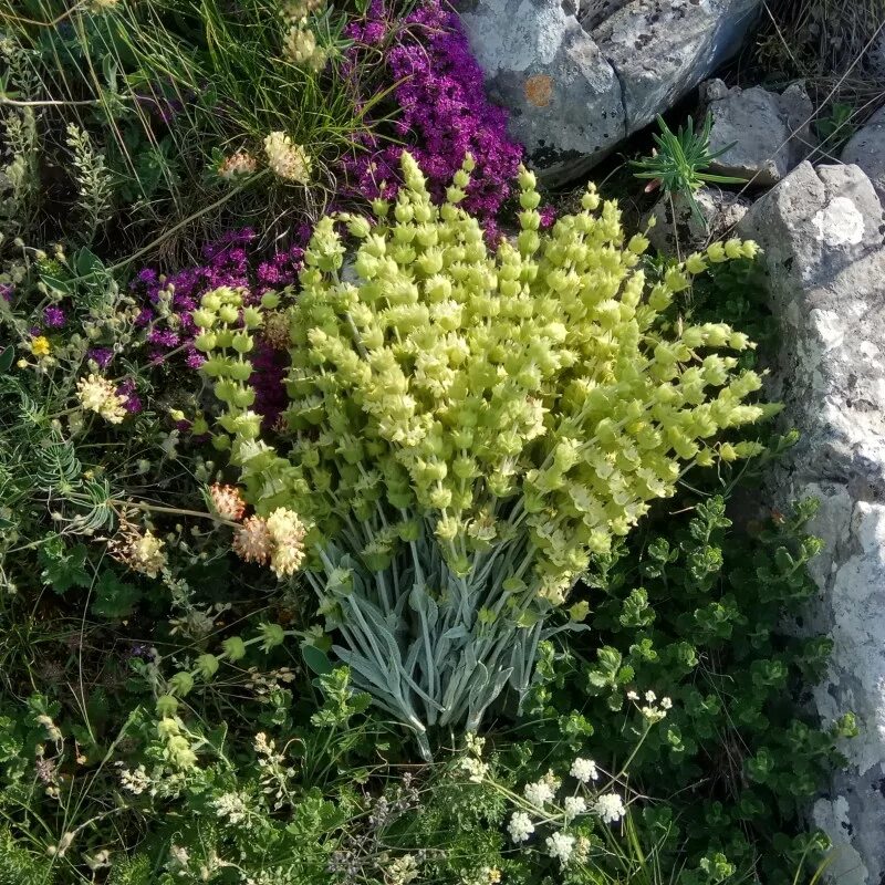 лечебные травы душица. чабрец дикий. трава железница крымская. чабан чай крымский татар железница. крымские полезные травы.