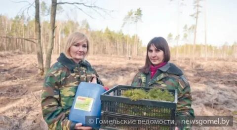 Гомельское лесничество