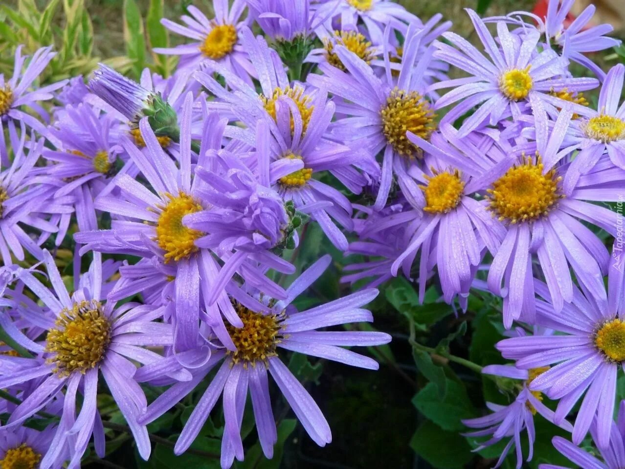 Aster Amellus (Michaelmas Daisy) YouTube