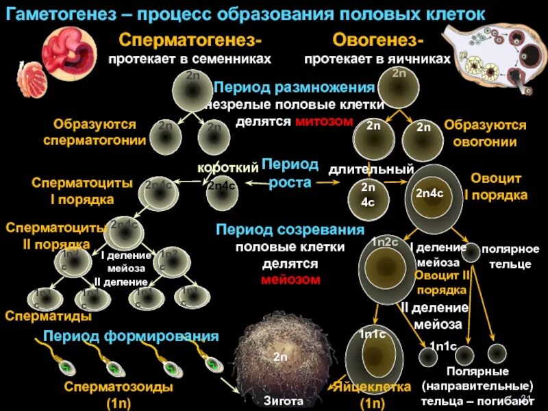 Различие мужских и женских половых клеток. Сперматогенез период размножения. В процессе сперматогенеза образуются 4 половые клетки. Период формирования половых клеток. 2. Гаметогенез. Сперматогенез.