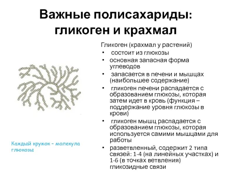 Полисахариды роль в организме. Функции полисахаридов в организме. Биологические функции полисахаридов. Роль полисахаридов в природе.