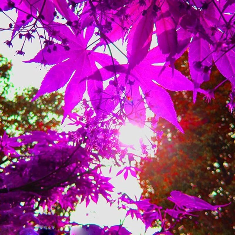 лиловый клен. Acer freemanii. лиловый клен. клен фиолетовый призрак. листья японского клена.