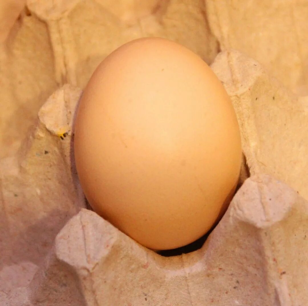 Купить яйца брама. Яйца Брама. Яйцо инкубационное Брама. Яйца Брама фото. Брама цвет яиц.