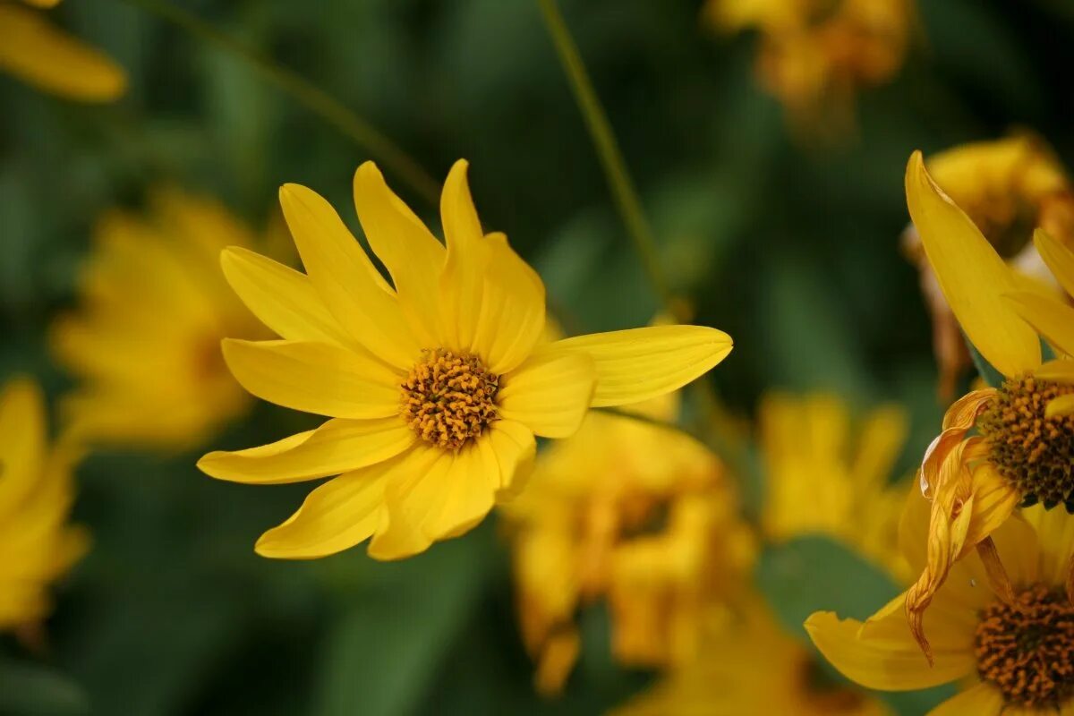 Как называются первые желтые цветы. Витекс желтый цветок. Желтенькие цветочки. Дубрава цветок желтый.