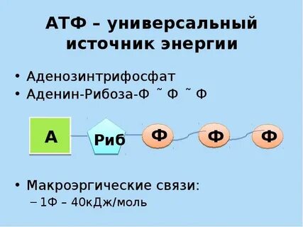 Атф макроэргическое соединение
