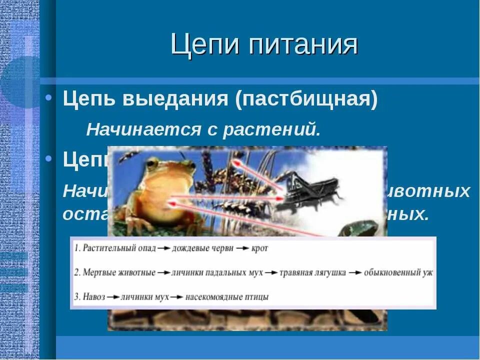 Установите правильную последовательность звеньев в цепи выедания. Цепь выедания. Цепь выедания пастбищная. Цепи выедания пастбищные начинаются. Цепи выедания начинаются с.