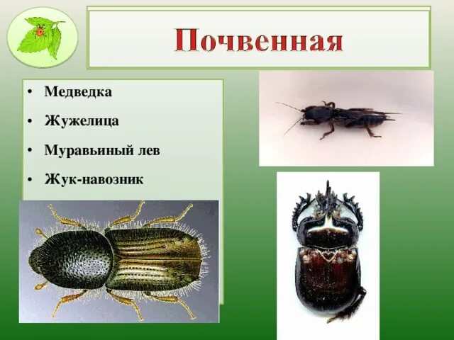 Жужелица кавказская. Жук крымская жужелица. Жужелица тип развития. Жужелица карабус. Жужелица тип развития.