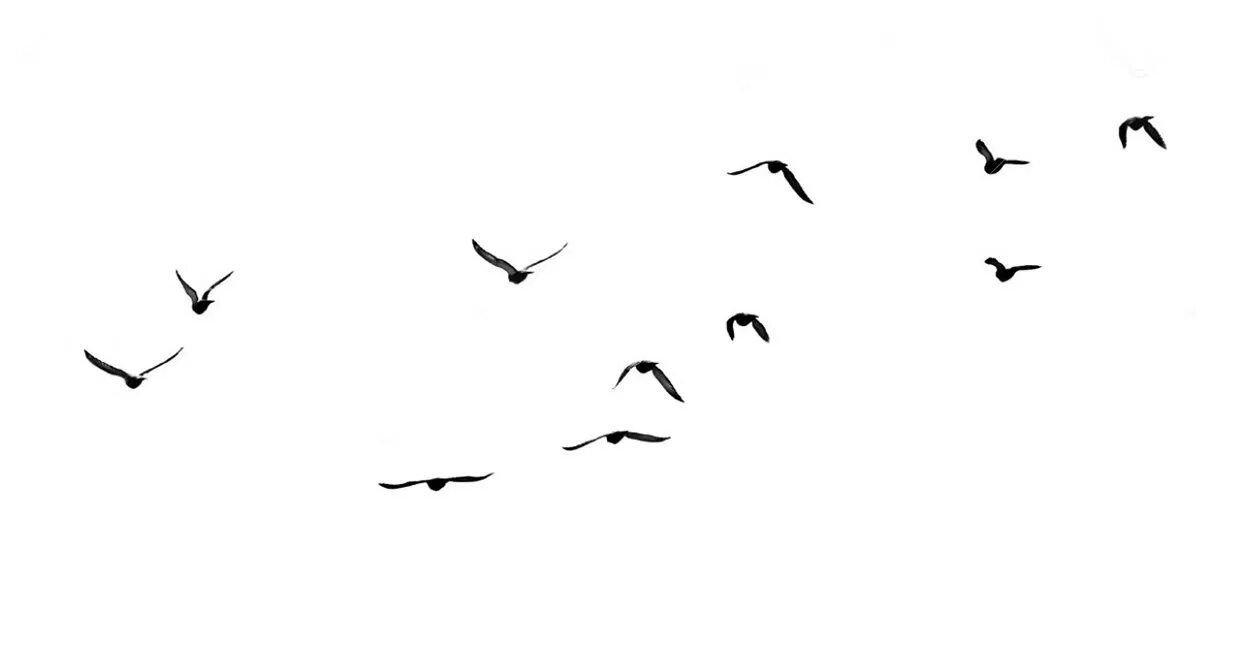 Bird shape