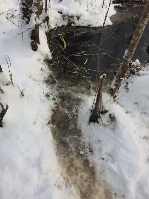 Охота на бобра ногозахватывающими капканами. Капканный промысел бобра. Капкан бобра зимой. Охота на бобра с проходными капканами. Капкан бобра зимой.