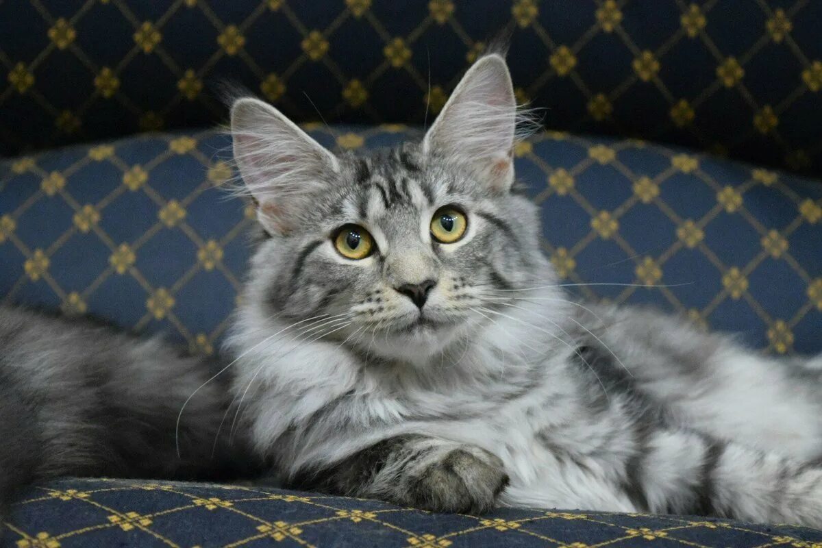 Ман кун. Мейн кун серый. кошка мейн кун. кошка мейн кун серая. мейн кун серебристый.