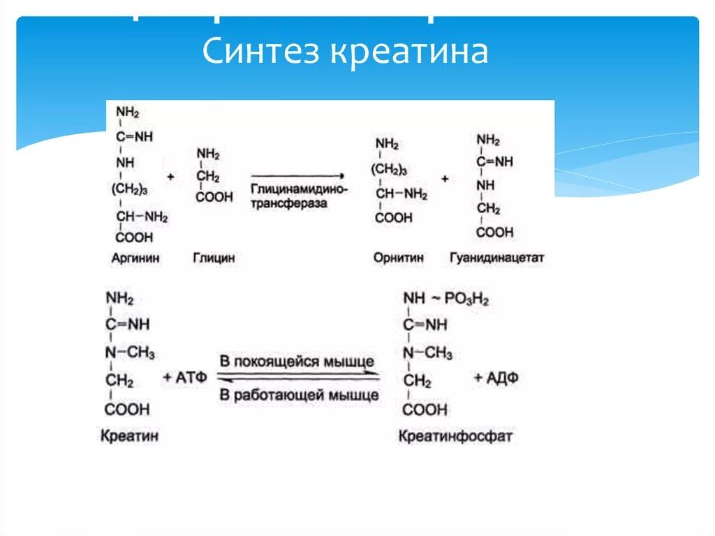 Образование креатина и креатинфосфата. Реакция образования креатина и креатинфосфата биохимия. Синтез креатинина схема. Схема образования креатина. Креатинин действие