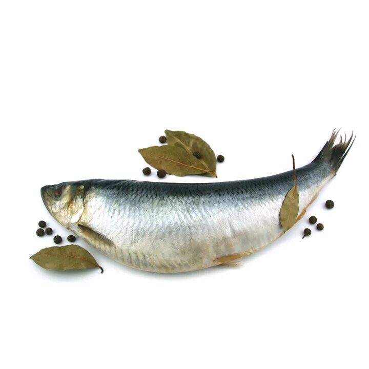 рыба сельдь атлантическая. сельдь 400-500гр олюторская. сельдь атлантическая слабосоленая. сельдь соленая неразделанная. пузанок черноморский.