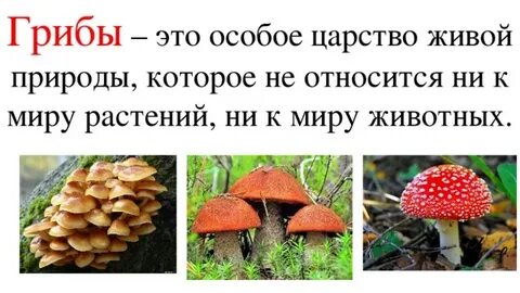 К какому царству живой природы относятся грибы