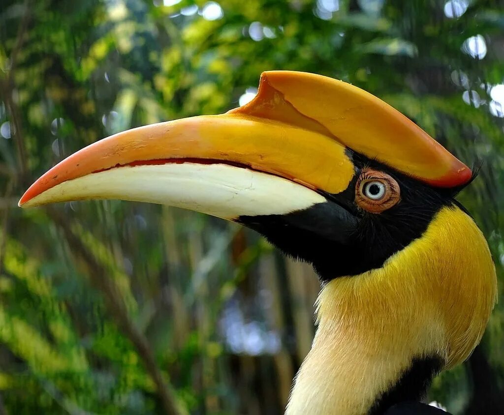 Птица на букву с с большим клювом. Малайский калао. Птица носорог 5 букв. Птица носорог 5 букв. Птица с красным наростом на клюве.