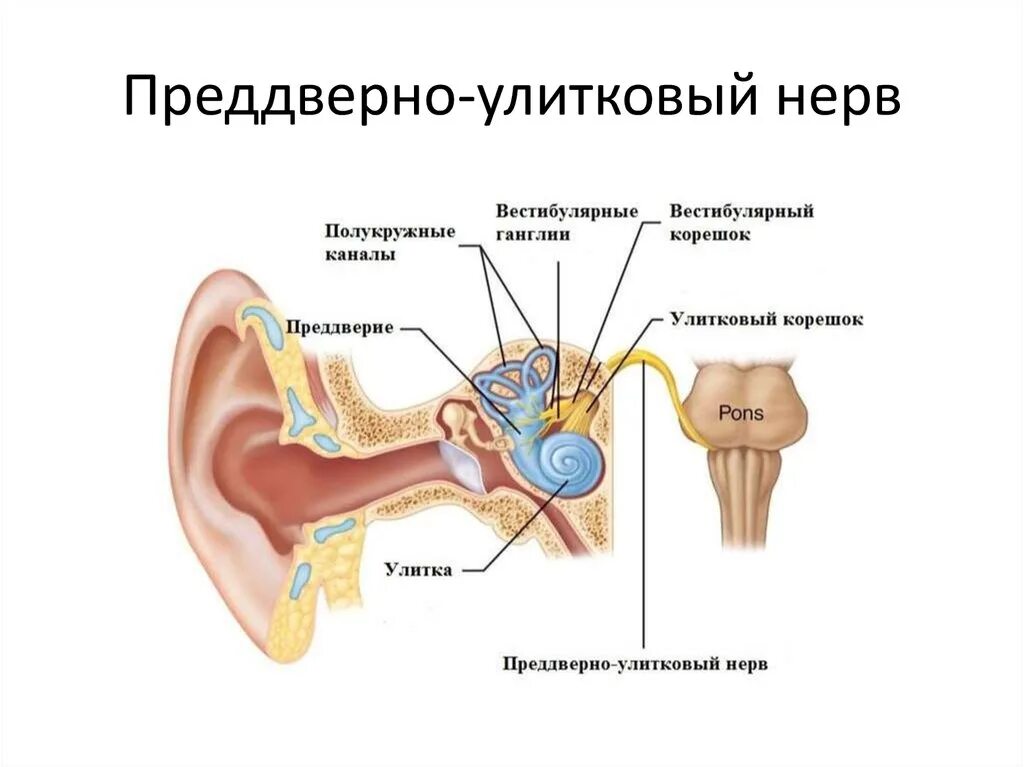 Вестибулярный аппарат расположен в ухе. Слуховой нерв строение. Преддверно улитковый нерв. Вестибулярный аппарат вестибулярные ядра. Преддверно-улитковый нерв схема.