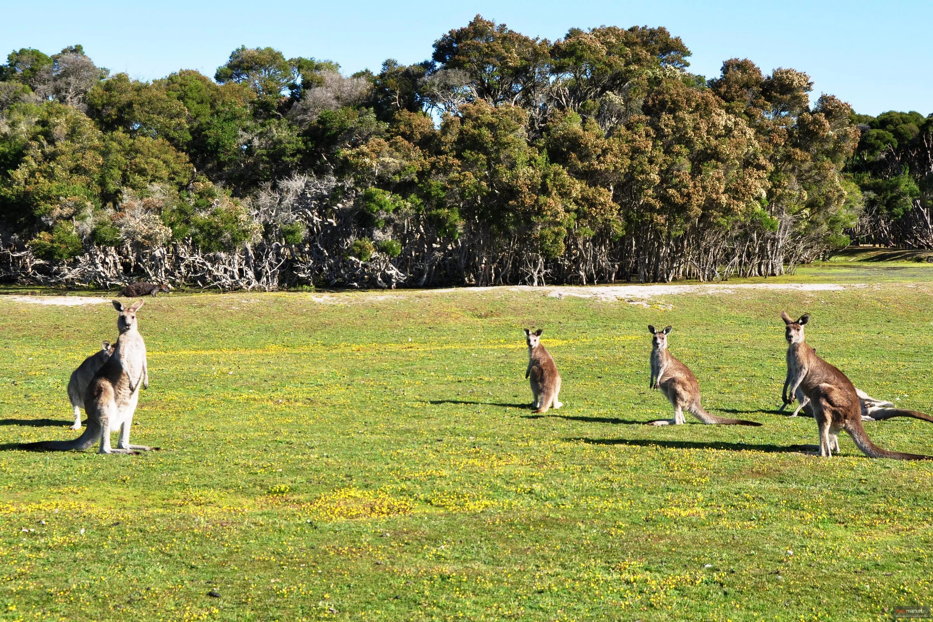 животные австралии кенгуру. популяция кенгуру. столица австралии сидней или канберра. фауна австралии кенгуру. рыжий кенгуру австралии.