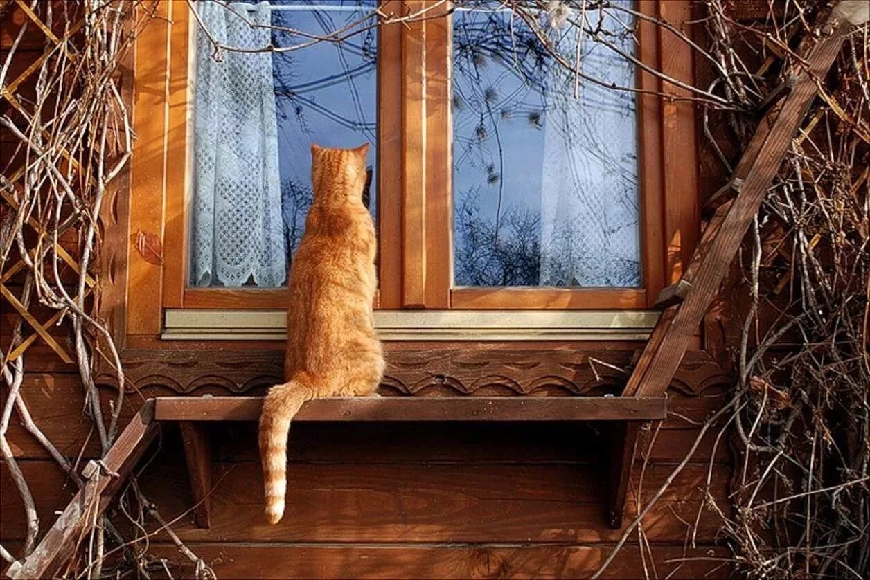Кот на окне. Рыжая кошка на окне. Кошки на окошке. RJN D jjryt.