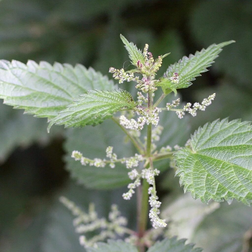 Едят ли крапиву. Крапива двудомная (Urtica dioica). Крапива двудомная цветение. Крапива двудомная Urtíca dióica цветы. Крапива плосколистная (Urtica platyphylla).